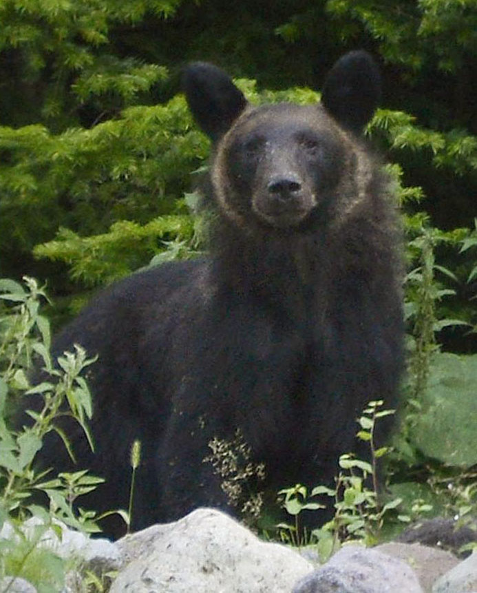 Sustainability Sister and Bear Dancer – A discussion across oceans and generations about rural sustainability