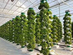 Hydroponic Farming- Less water-Healthy Eating