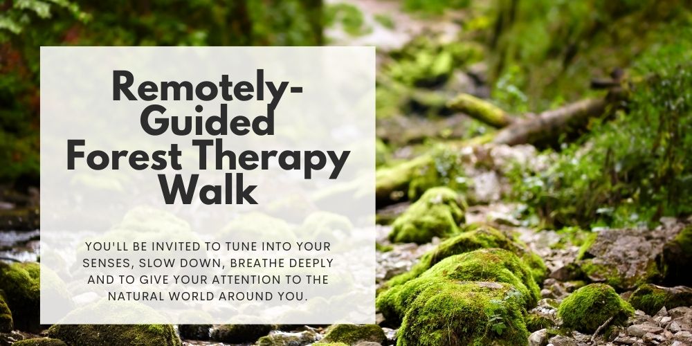 Reconnect to Yourself, Others and Nature – A Remotely-Guided Forest Therapy Walk