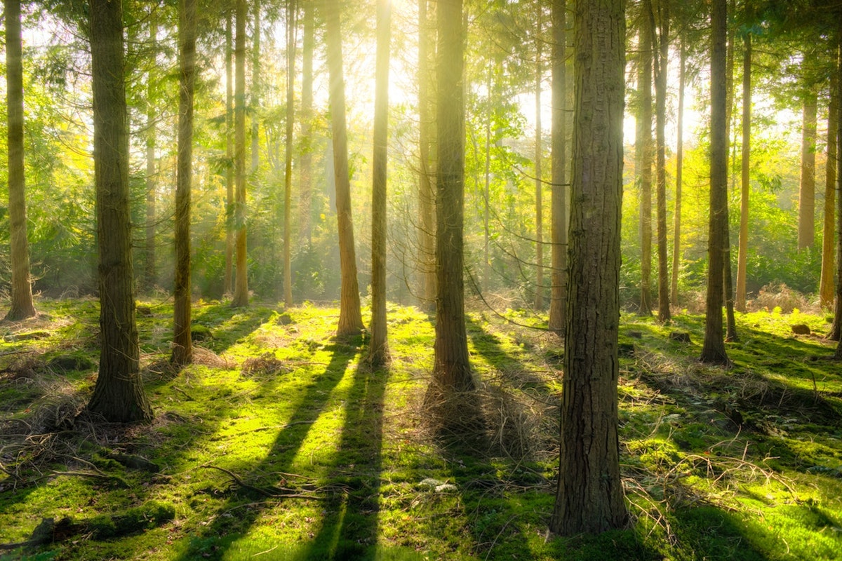 Le Challenge TREESERVE365 : Plantons des arbres pour un avenir durable!