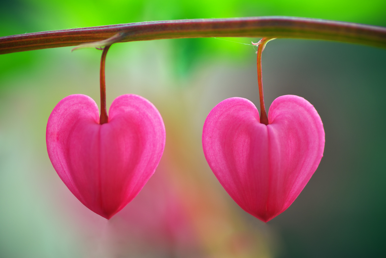 CCA Compassion Community of Practice (CCoP) 17th June 2025