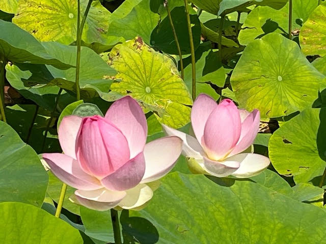 Relational Mindfulness for more conscious and transformational Climate Coaching